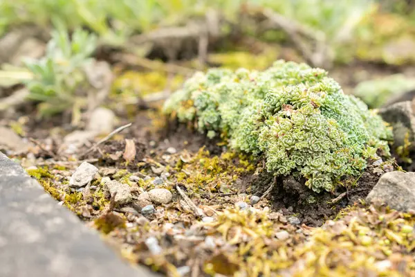 stock image Saint Gallen, Switzerland, May 19, 2024 Saxifraga Paniculata plant at the botanical garden