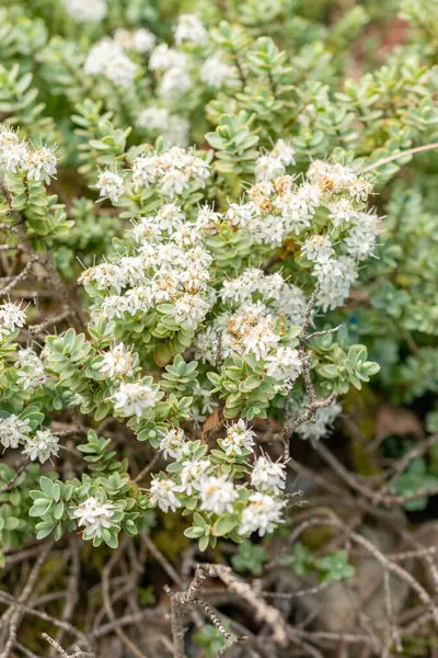 stock image Saint Gallen, Switzerland, May 19, 2024 Hebe Pinguifolia or disk leaved hebe plant at the botanical garden