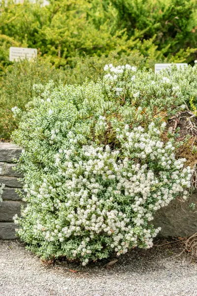 stock image Saint Gallen, Switzerland, May 19, 2024 Hebe Pinguifolia or disk leaved hebe plant at the botanical garden