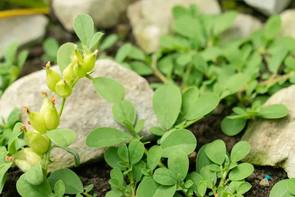 stock image Saint Gallen, Switzerland, May 19, 2024 Anthyllis Tetraphylla plant at the botanical garden