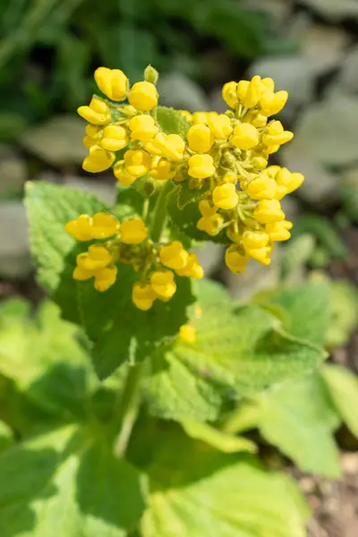 Stock image Saint Gallen, Switzerland, May 19, 2024 Calceolaria Plectranthifolia plant at the botanical garden