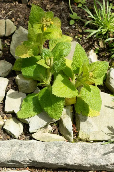 Stock image Saint Gallen, Switzerland, May 19, 2024 Calceolaria Plectranthifolia plant at the botanical garden