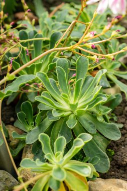 Saint Gallen, İsviçre, 19 Mayıs 2024 Lewisia Cotyledon veya siskiyou lewisia bitkisi botanik bahçesinde