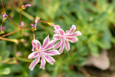 Saint Gallen, İsviçre, 19 Mayıs 2024 Lewisia Cotyledon veya siskiyou lewisia bitkisi botanik bahçesinde