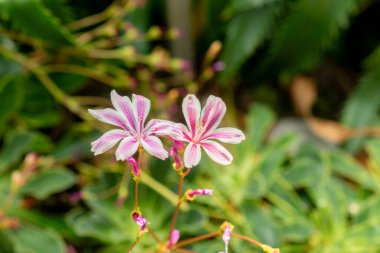 Saint Gallen, İsviçre, 19 Mayıs 2024 Lewisia Cotyledon veya siskiyou lewisia bitkisi botanik bahçesinde