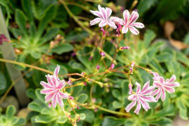 Saint Gallen, İsviçre, 19 Mayıs 2024 Lewisia Cotyledon veya siskiyou lewisia bitkisi botanik bahçesinde