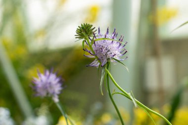 Saint Gallen, İsviçre, 19 Mayıs 2024 Phyteuma Charmelii bitkisi botanik bahçesinde.