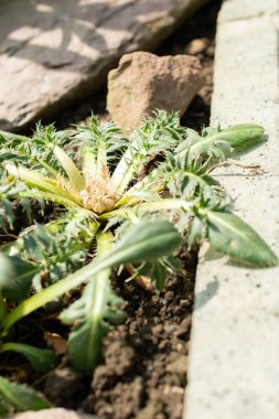 Saint Gallen, İsviçre, 19 Mayıs 2024 Carduncellus Pinnatus bitkisi botanik bahçesinde.