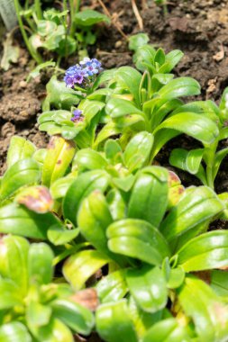 Saint Gallen, İsviçre, 19 Mayıs 2024 Myosotis Capitata bitkisi botanik bahçesinde.