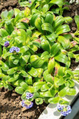 Saint Gallen, İsviçre, 19 Mayıs 2024 Myosotis Capitata bitkisi botanik bahçesinde.