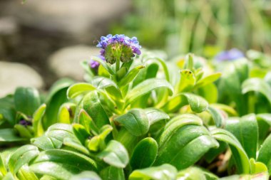 Saint Gallen, İsviçre, 19 Mayıs 2024 Myosotis Capitata bitkisi botanik bahçesinde.