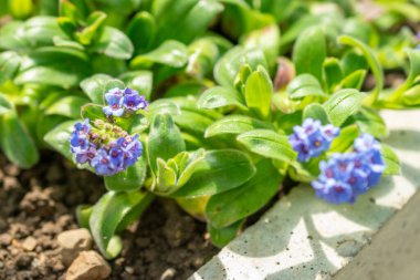 Saint Gallen, İsviçre, 19 Mayıs 2024 Myosotis Capitata bitkisi botanik bahçesinde.