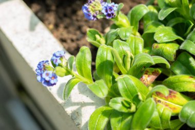 Saint Gallen, İsviçre, 19 Mayıs 2024 Myosotis Capitata bitkisi botanik bahçesinde.