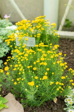 Saint Gallen, İsviçre, 19 Mayıs 2024 Botanik Bahçesindeki Chrysocoma Koma-Aurea fabrikası