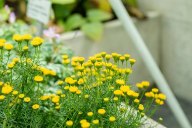 Saint Gallen, İsviçre, 19 Mayıs 2024 Botanik Bahçesindeki Chrysocoma Koma-Aurea fabrikası