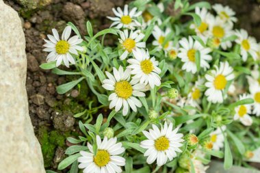 Saint Gallen, İsviçre, 19 Mayıs 2024 Townsendia Minima bitkisi botanik bahçesinde.