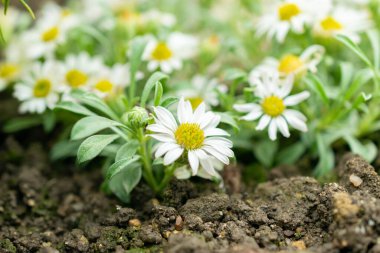 Saint Gallen, İsviçre, 19 Mayıs 2024 Townsendia Minima bitkisi botanik bahçesinde.