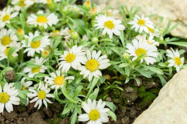 Saint Gallen, İsviçre, 19 Mayıs 2024 Townsendia Minima bitkisi botanik bahçesinde.