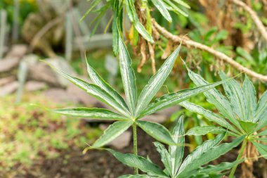 Saint Gallen, İsviçre, 19 Mayıs 2024 Arisaema Consanguineum veya Himalaya kobra zambağı bitkisi botanik bahçesinde