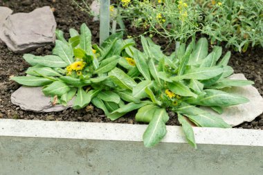 Saint Gallen, İsviçre, 19 Mayıs 2024 Inula Rhizocephala bitkisi botanik bahçesinde.