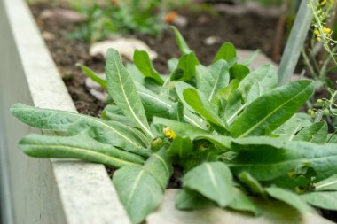 Saint Gallen, İsviçre, 19 Mayıs 2024 Inula Rhizocephala bitkisi botanik bahçesinde.