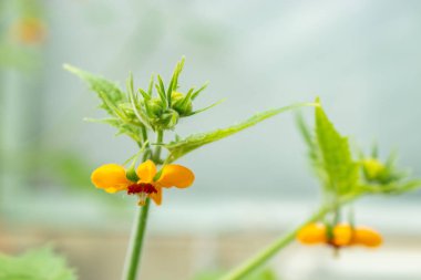 Saint Gallen, İsviçre, 19 Mayıs 2024 Loasa Acerifolia bitkisi botanik bahçesinde