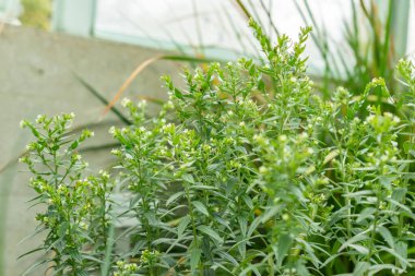 Saint Gallen, İsviçre, 19 Mayıs 2024 Lithospermum Erythrorhizon veya botanik bahçesindeki mor Gromwell bitkisi