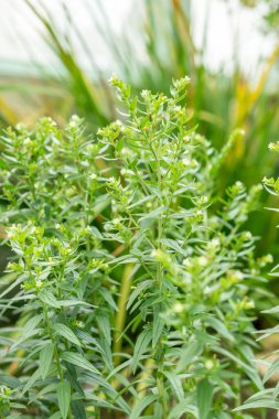 Saint Gallen, İsviçre, 19 Mayıs 2024 Lithospermum Erythrorhizon veya botanik bahçesindeki mor Gromwell bitkisi