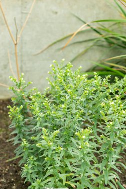 Saint Gallen, İsviçre, 19 Mayıs 2024 Lithospermum Erythrorhizon veya botanik bahçesindeki mor Gromwell bitkisi