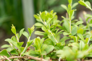 Saint Gallen, İsviçre, 19 Mayıs 2024 Botanik Bahçesindeki Ceratostigma Eksi Fabrikası