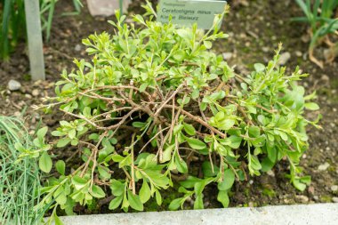 Saint Gallen, İsviçre, 19 Mayıs 2024 Botanik Bahçesindeki Ceratostigma Eksi Fabrikası