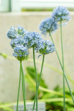 Saint Gallen, İsviçre, 19 Mayıs 2024 Allium Caeruleum veya botanik bahçesindeki mavi küre soğan fabrikası