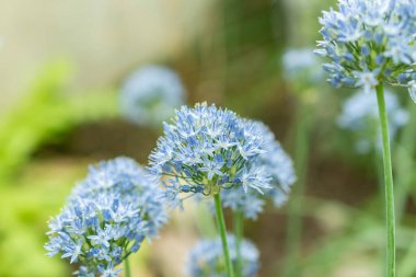 Saint Gallen, İsviçre, 19 Mayıs 2024 Allium Caeruleum veya botanik bahçesindeki mavi küre soğan fabrikası