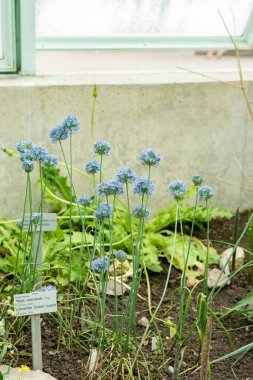 Saint Gallen, İsviçre, 19 Mayıs 2024 Allium Caeruleum veya botanik bahçesindeki mavi küre soğan fabrikası