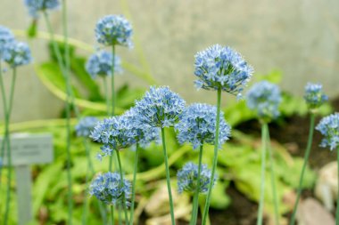 Saint Gallen, İsviçre, 19 Mayıs 2024 Allium Caeruleum veya botanik bahçesindeki mavi küre soğan fabrikası