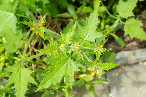 stock image Saint Gallen, Switzerland, May 19, 2024 Loasa Acerifolia plant at the botanical garden