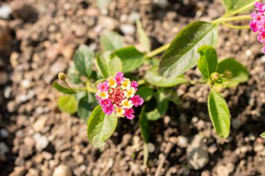 Saint Gallen, İsviçre, 7 Haziran 2024 Lantana Camara bitkisi botanik bahçesinde.