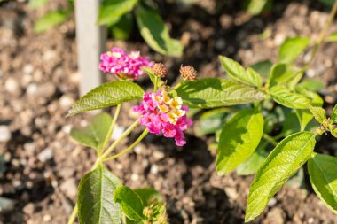 Saint Gallen, İsviçre, 7 Haziran 2024 Lantana Camara bitkisi botanik bahçesinde.