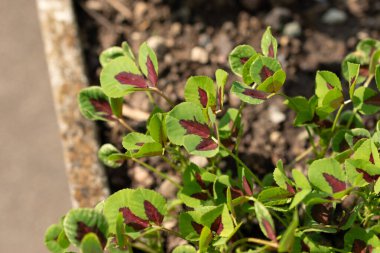 Saint Gallen, İsviçre, 7 Haziran 2024 Medicago Intertexta tesisi botanik bahçesinde.