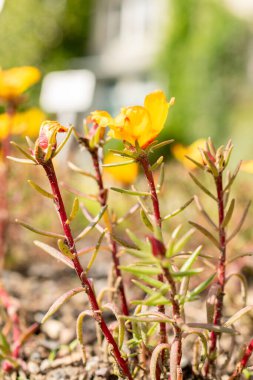 Saint Gallen, İsviçre, 7 Haziran 2024 Portekiz Büyük Flora Bitkisi Botanik Bahçesi