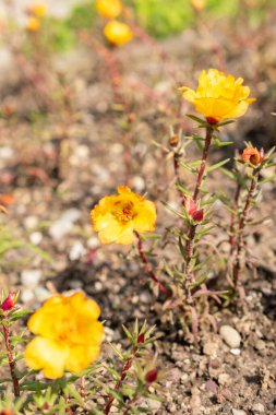 Saint Gallen, İsviçre, 7 Haziran 2024 Portekiz Büyük Flora Bitkisi Botanik Bahçesi