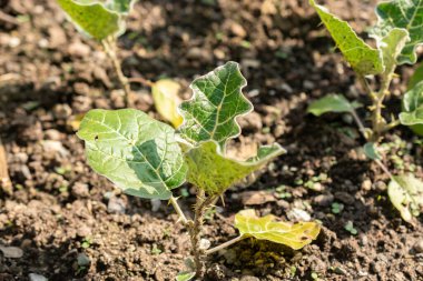 Saint Gallen, İsviçre, 7 Haziran 2024 Solanum Marginatum veya botanik bahçesindeki mor afrikalı itüzümü bitkisi