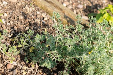 Saint Gallen, İsviçre, 7 Haziran 2024 Medicago Marina veya botanik bahçesindeki sahil sağlık tesisi