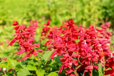 Saint Gallen, İsviçre, 7 Haziran 2024 Salvia Splendens veya botanik bahçesindeki kızıl adaçayı bitkisi