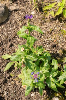 Saint Gallen, İsviçre, 7 Haziran 2024 Centaurea Montana veya botanik bahçesindeki uzun ömürlü çiçek bitkisi