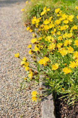 Saint Gallen, Switzerland, June 7, 2024 Hieracium Staticifolium or hawkweed plant at the botanical garden clipart