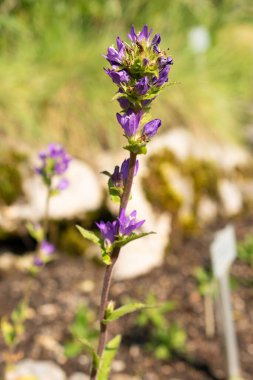 Saint Gallen, Switzerland, June 7, 2024 Campanula Glomerata or clustered bellflower plant at the botanical garden clipart