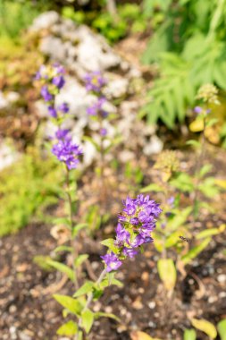 Saint Gallen, İsviçre, 7 Haziran 2024 Campanula Glomerata veya botanik bahçesinde toplanmış çan çiçeği bitkisi