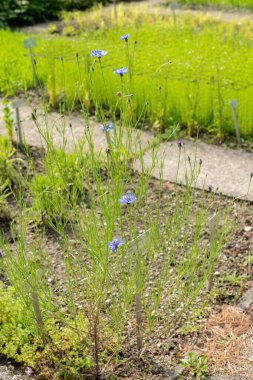 Saint Gallen, İsviçre, 7 Haziran 2024 Centaurea Cyanus veya botanik bahçesindeki mısır çiçeği bitkisi