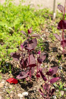 Saint Gallen, Switzerland, June 7, 2024 Atriplex Hortensis or red orache plant at the botanical garden clipart